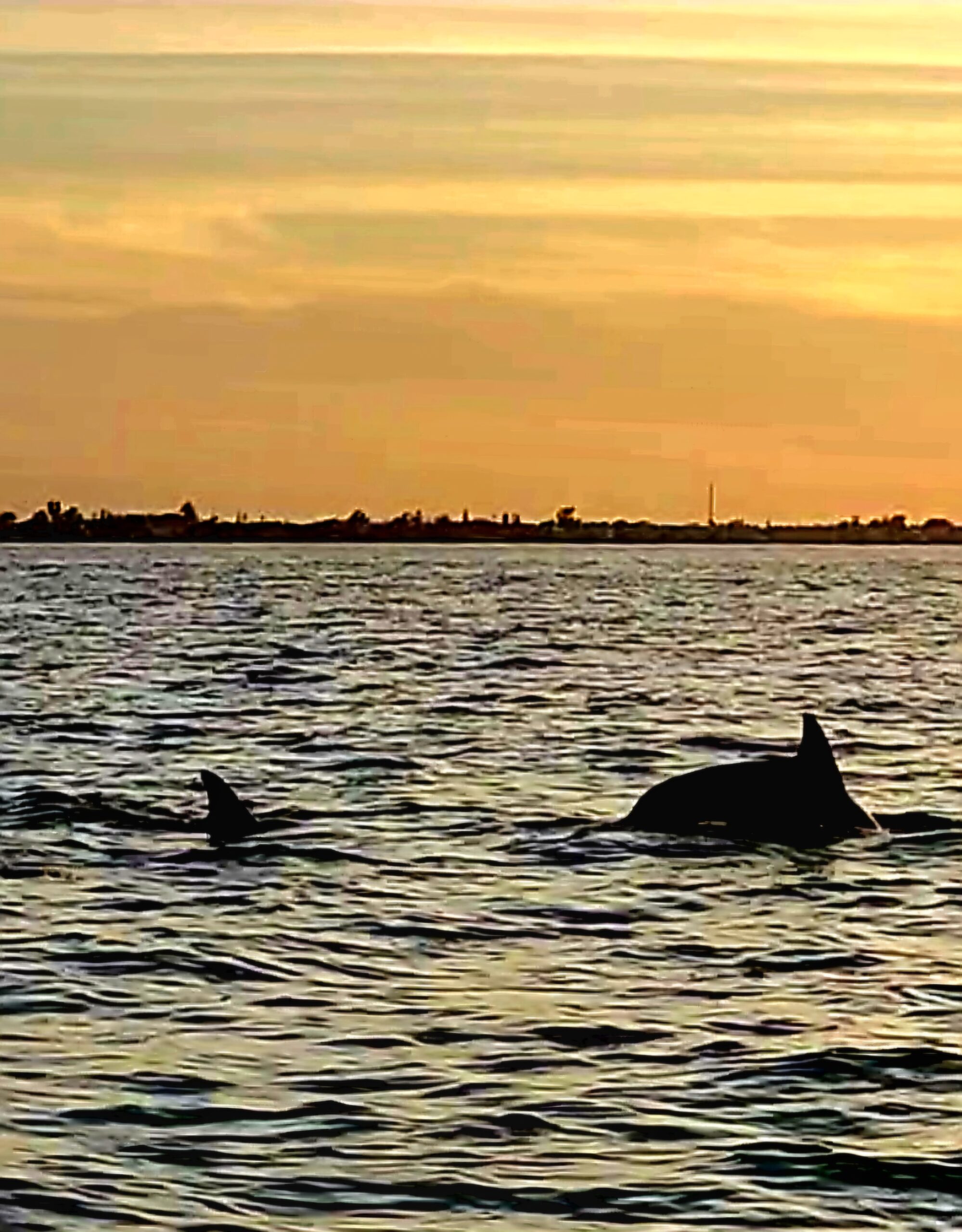 Dolphins surfacing at dusk on a private sunset charter in the Gulf near Clearwater, Florida