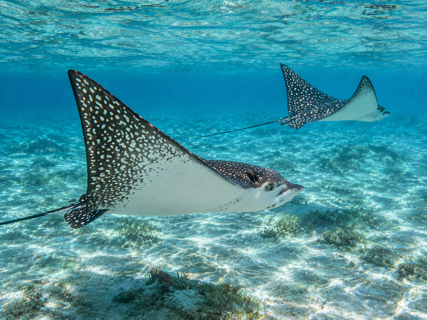 Spotted eagle ray gliding over sandy bottom in the Gulf of Mexico near St. Petersburg, Florida