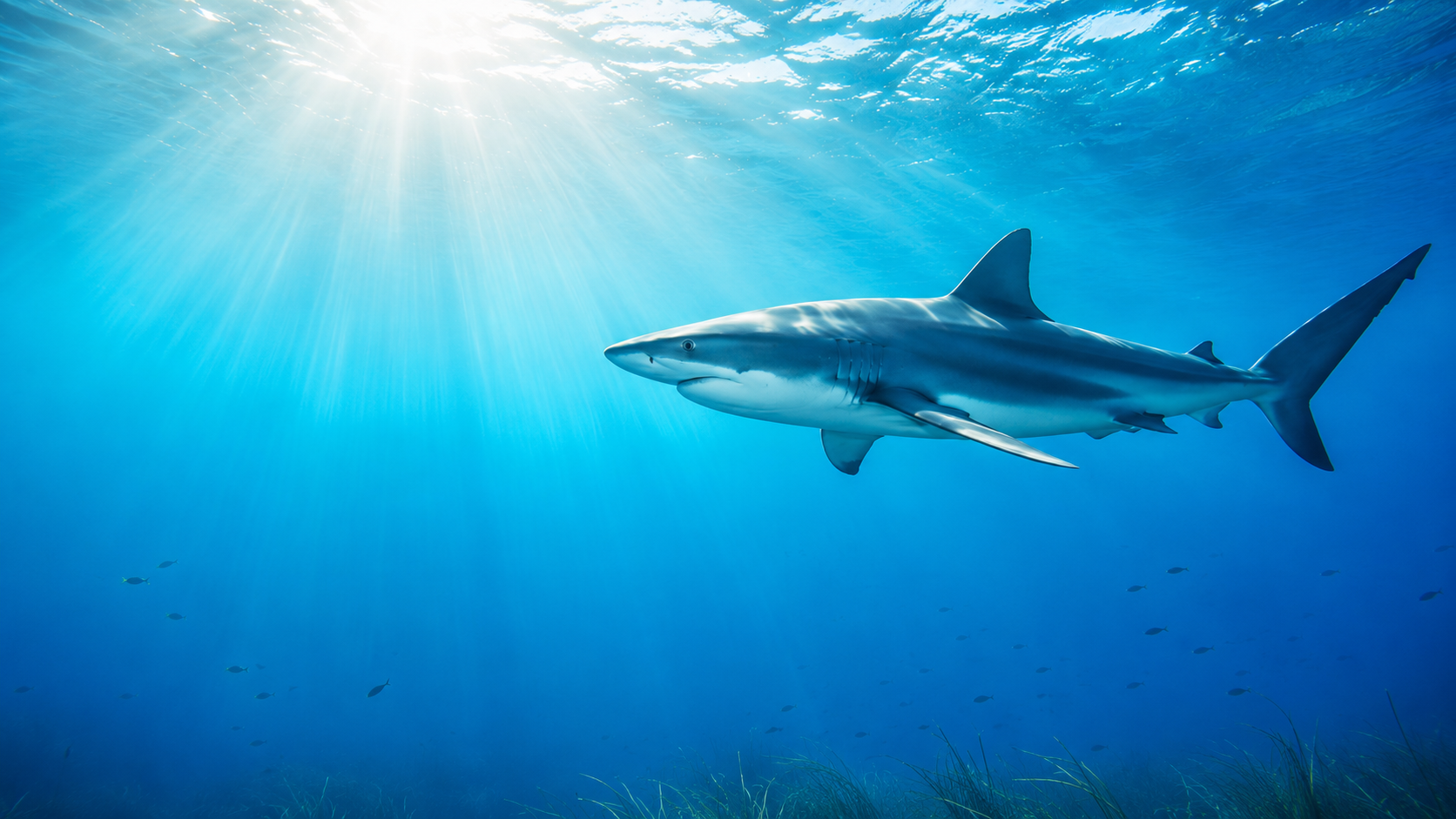 Blacktip and nurse sharks in the clear Gulf waters near Clearwater Beach, Florida