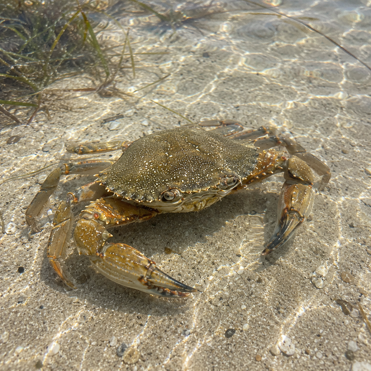 Crab in the shallows on a Gulf Coast snorkeling charter near Clearwater, Florida