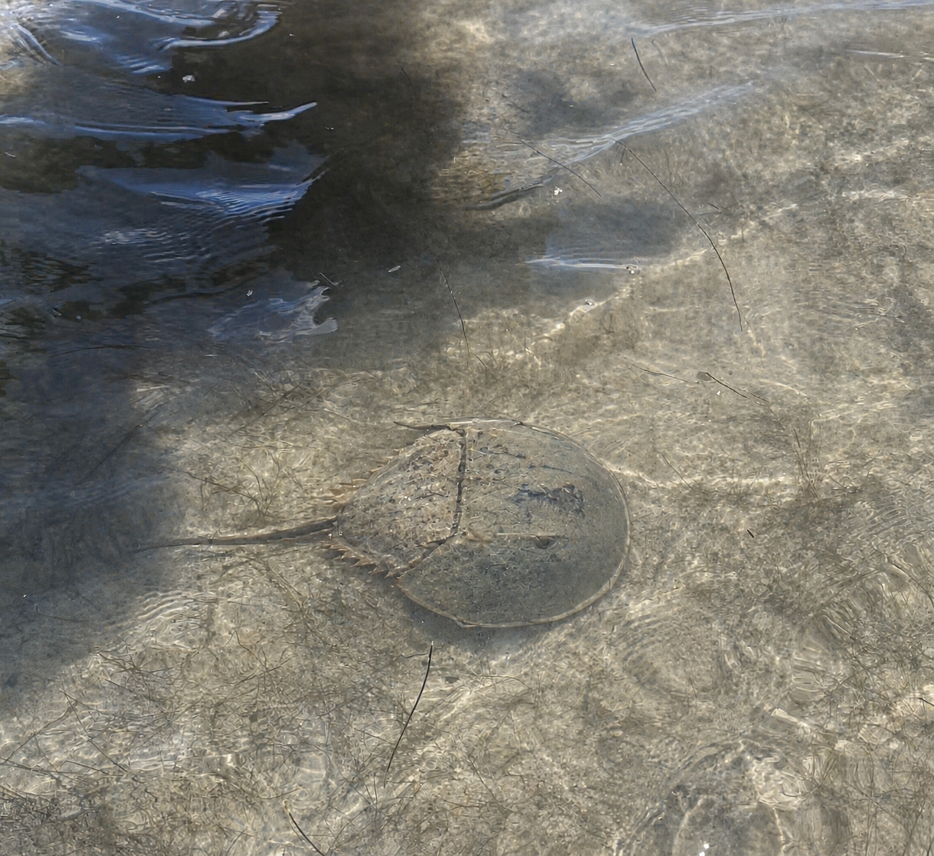 Horseshoe crab in shallow water near Clearwater Florida, a living fossil older than dinosaurs