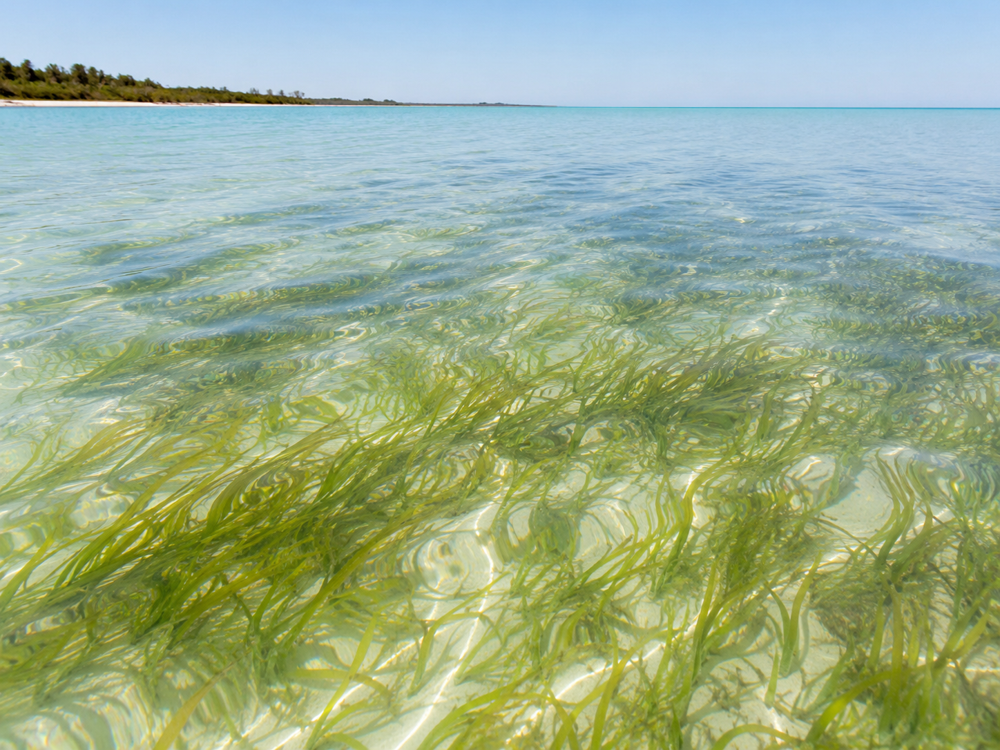 Florida Gulf Coast seagrass habitat like the areas snorkeled near Clearwater and St Petersburg