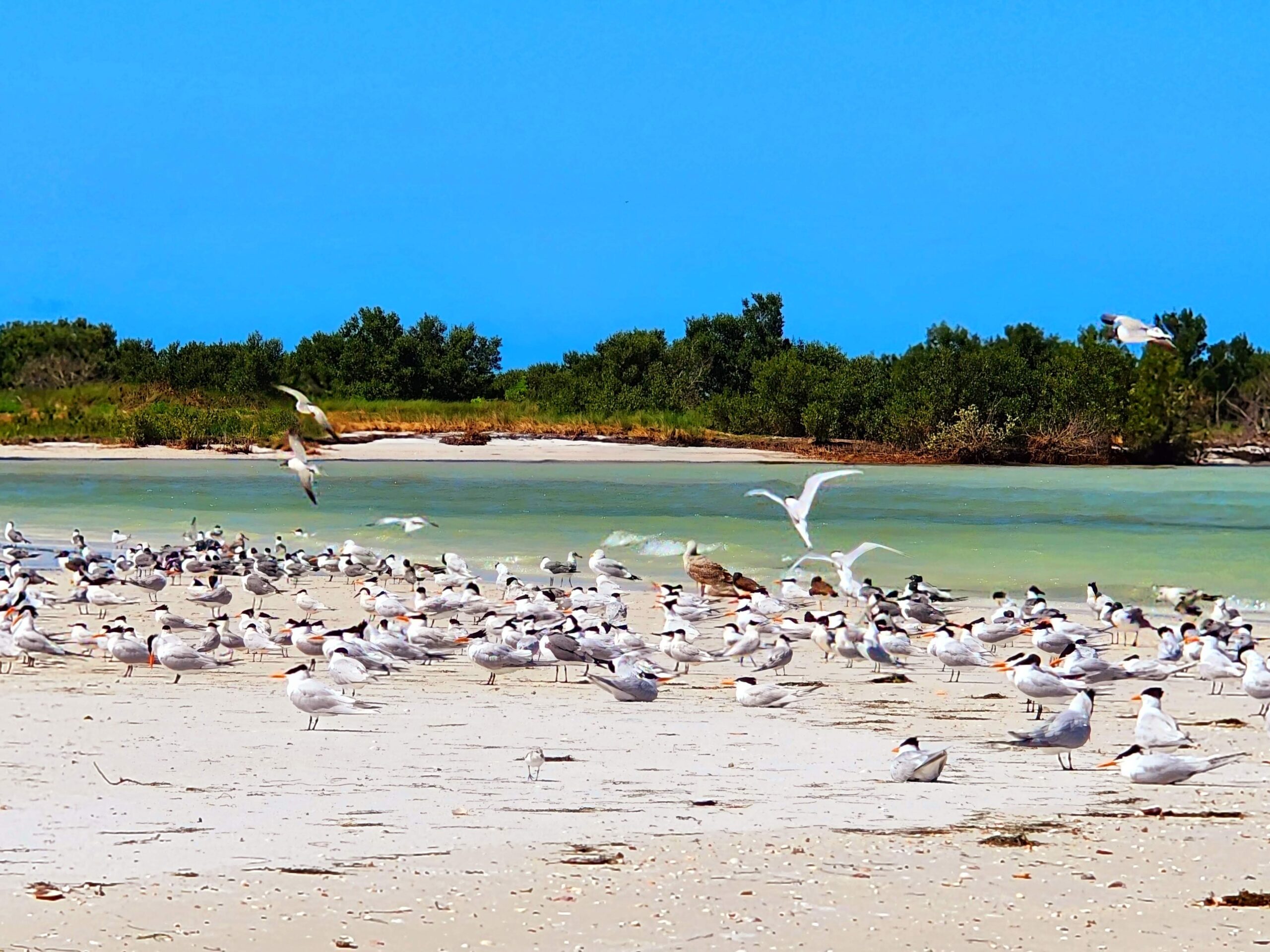Anclote Key clear turquoise Gulf water on a private island hopping charter near Clearwater