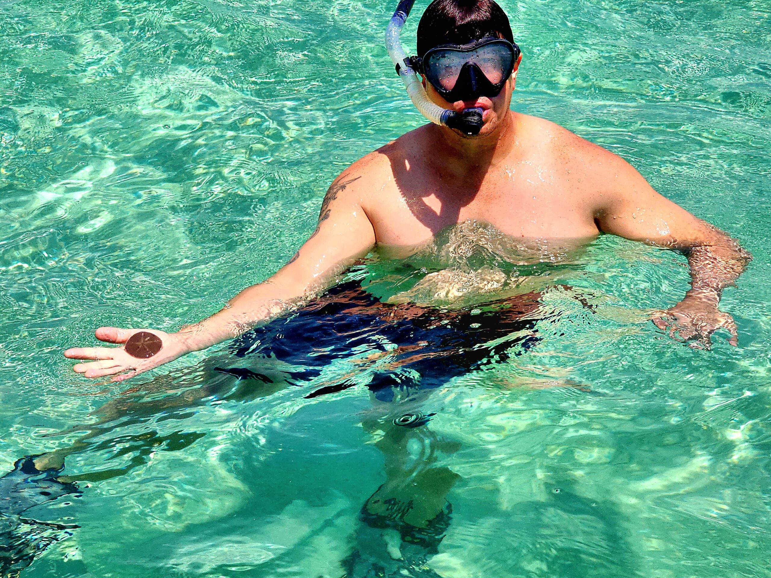 Live sand dollar found while snorkeling in shallow Gulf water near Clearwater, Florida