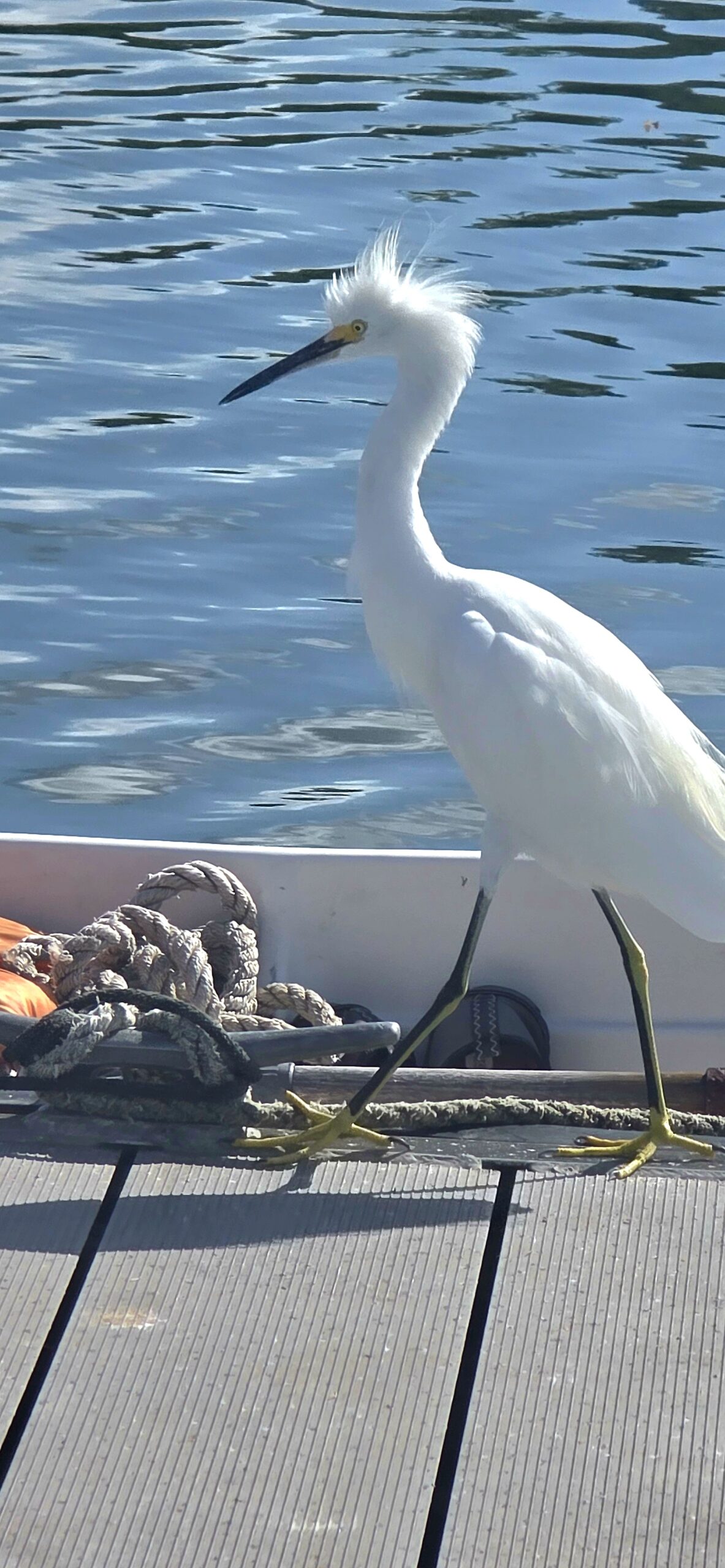 A snowy egret with bright yellow feet and a slender black bill standing in shallow water near St. Petersburg, Florida