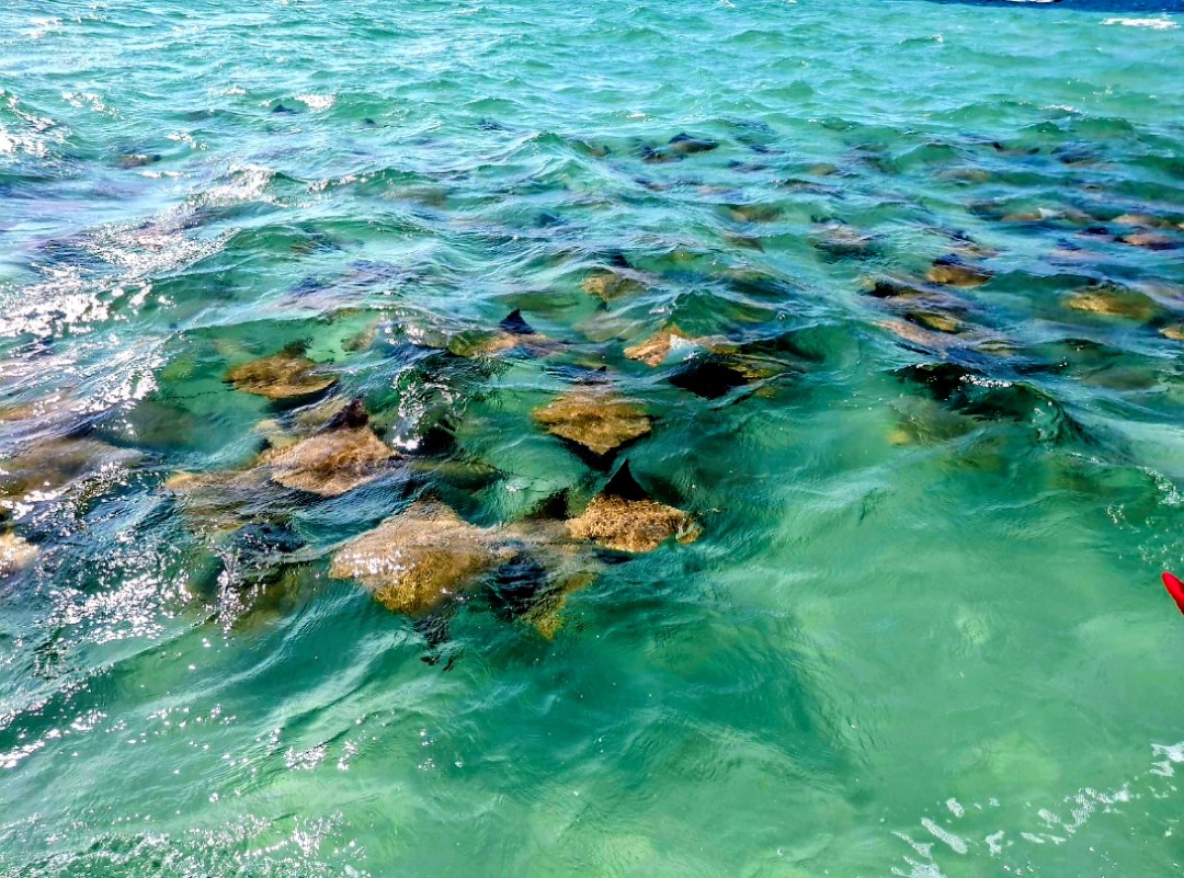 Migrating school of cownose stingrays in clear shallow water near Egmont Key, St. Petersburg, Florida