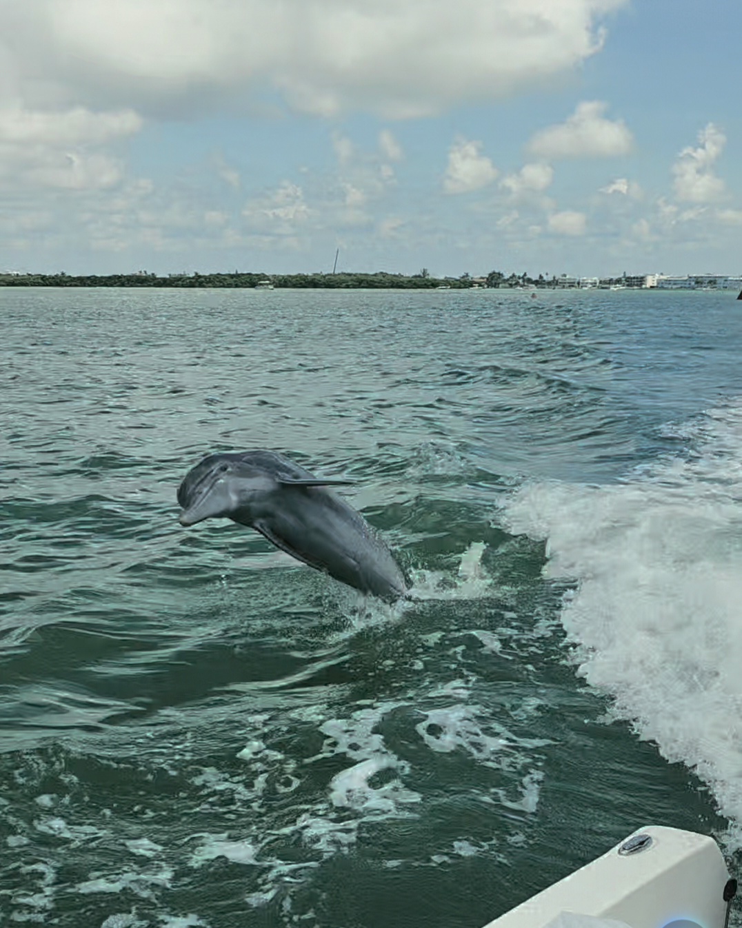 A wild bottlenose dolphin surfacing beside a private boat charter in Florida Gulf waters