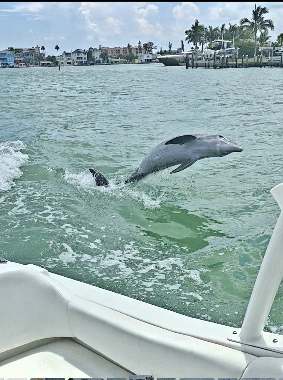 A wild bottlenose dolphin surfacing beside a private boat charter in the Gulf near Clearwater, Florida