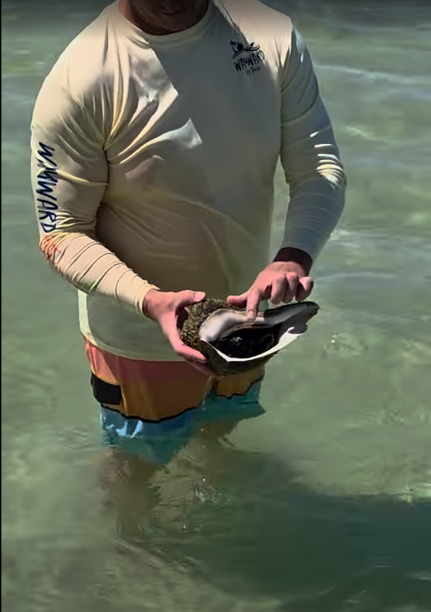 Captain Keith holding a large live conch found in shallow Gulf water before returning it to the bottom