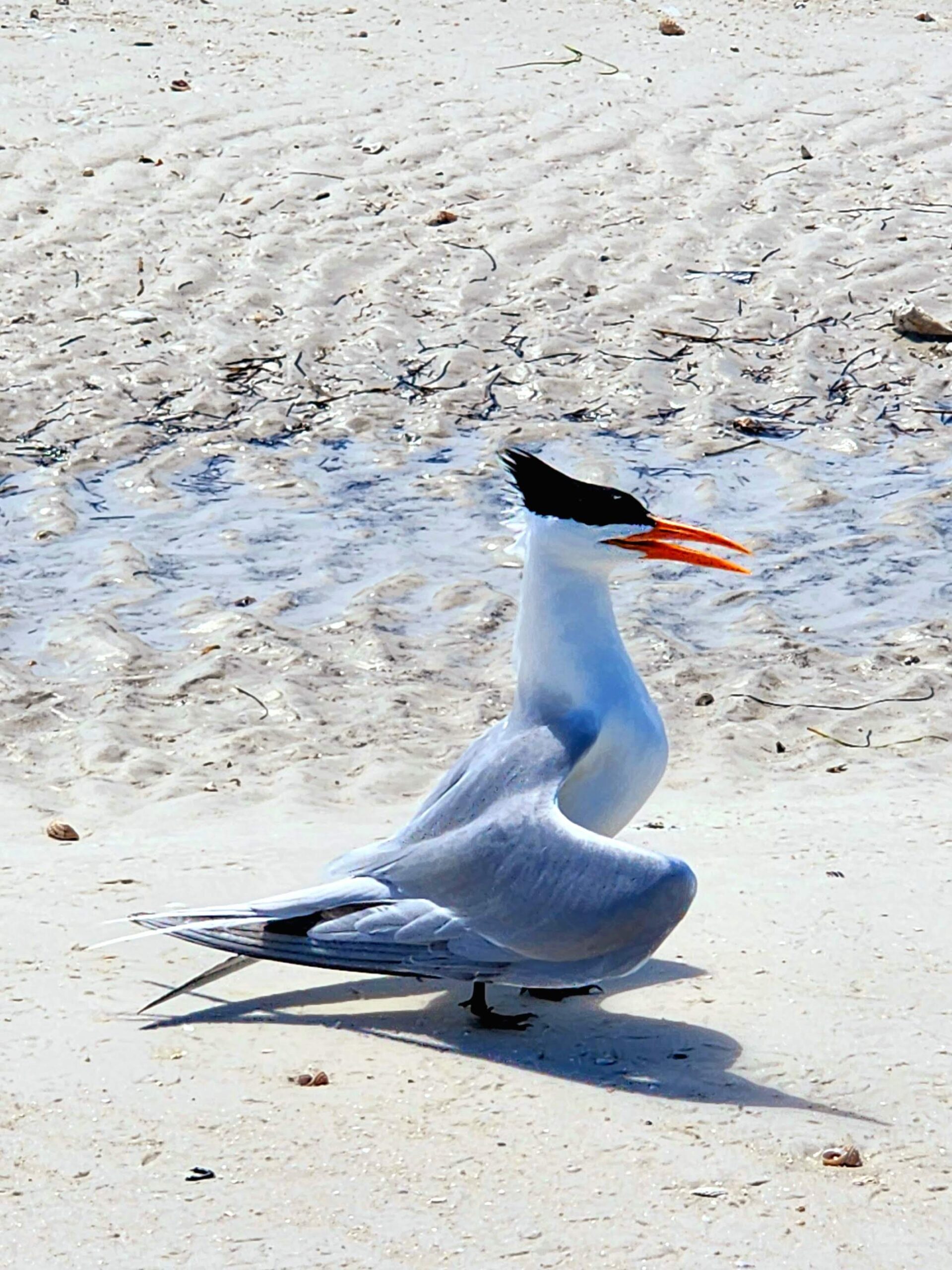 A royal tern with an orange bill and black crest standing on the shoreline near Clearwater, Florida