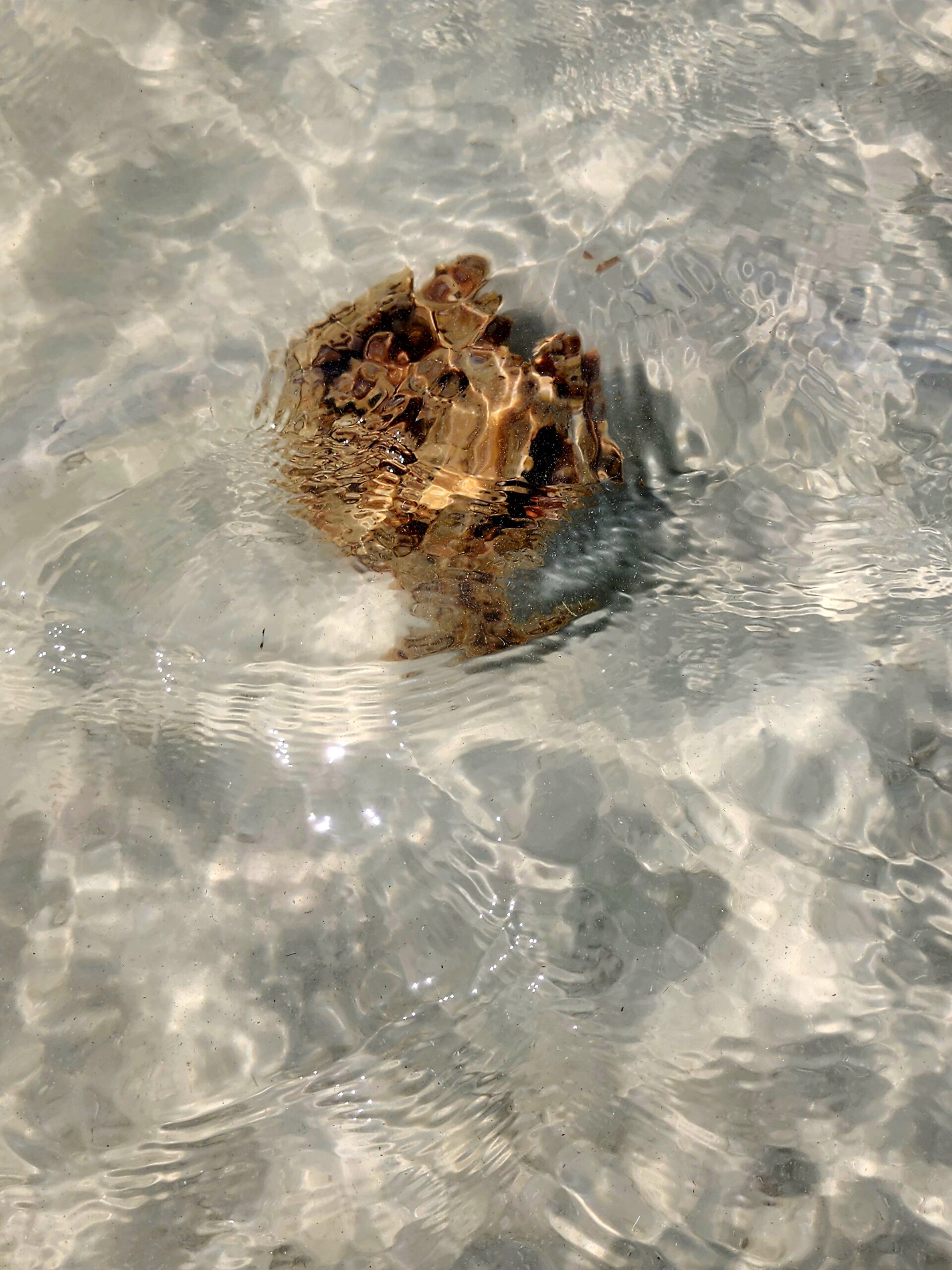 A live sponge found in shallow Gulf water on a private boat charter near Clearwater, Florida