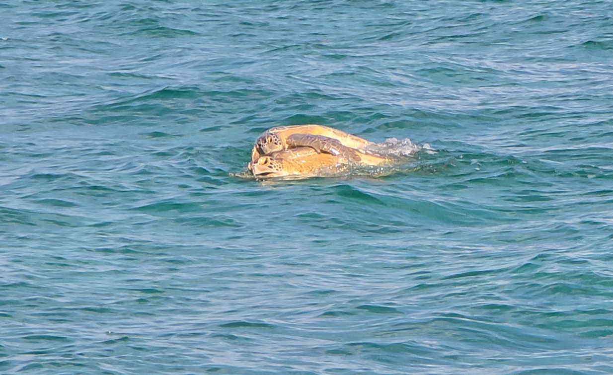 Two sea turtles together at the surface of the Gulf near Clearwater, Florida, seen from a private boat charter